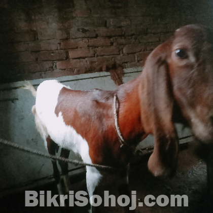 বড় জাতের পান্নাইয়া ছাগল